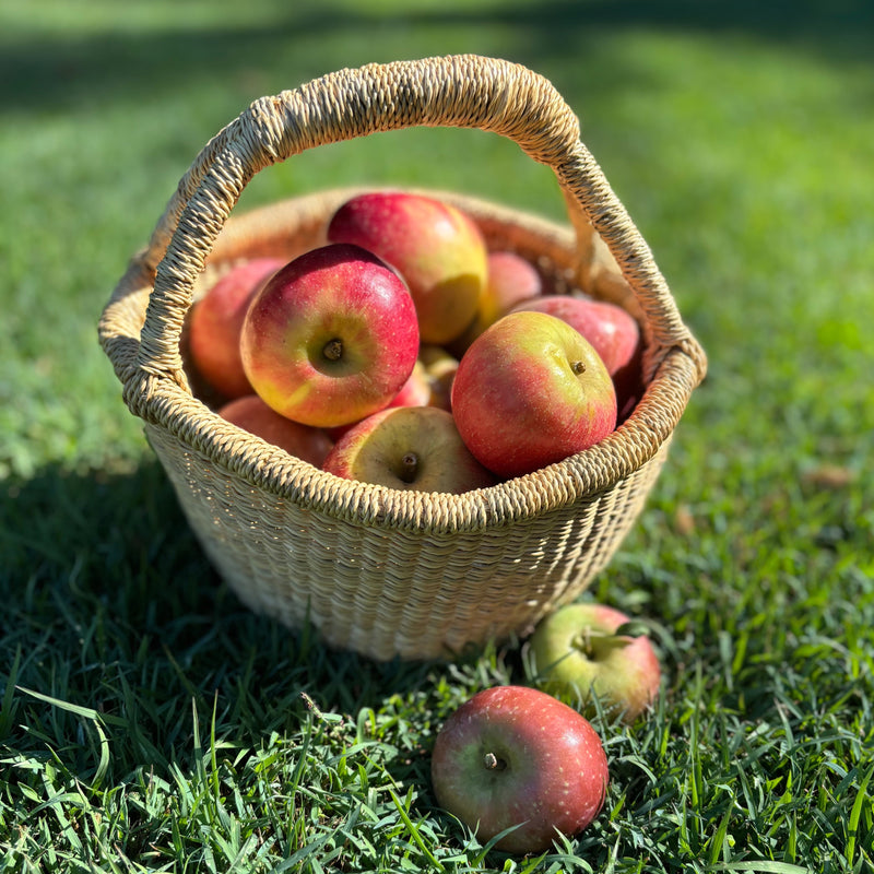 Natural Mini Round Bolga Basket, perfect for apple-picking