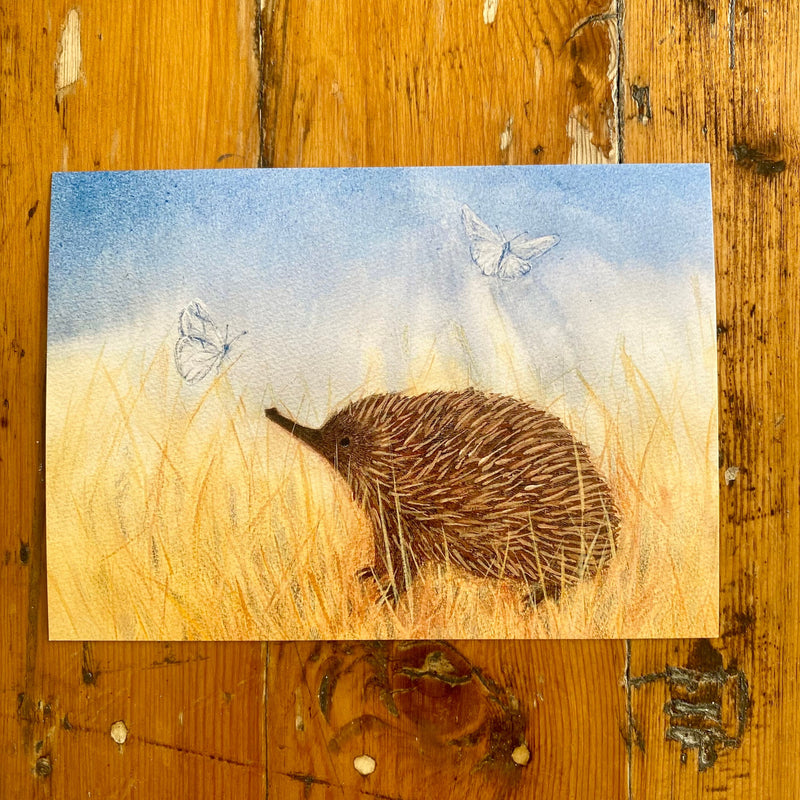 Summer Echidna - Australian Seasonal Postcard by Bronte Doery 